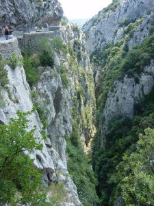 vautours